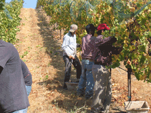Sustanible farming - nearly organic wine in Petaluma, CA
