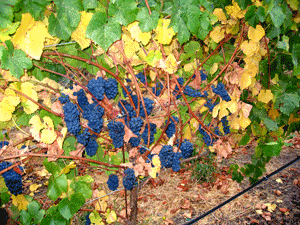 Pinot Noir grape clusters - sustainable wine production